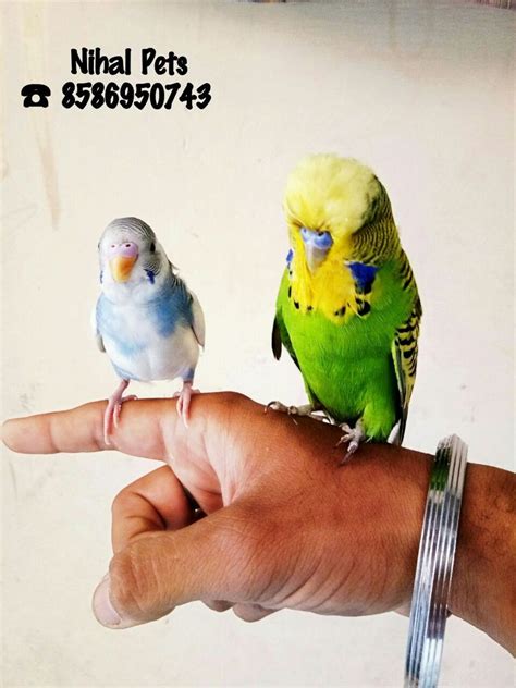 Hand Tamed English Budgies Normal Hand Trained Budgerigars For Sale Adoption From New Delhi