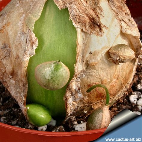 Bromelain is used for pain, muscle soreness, burns, and many other. Ornithogalum caudatum (Syn: Ornithogalum longibracteatum)