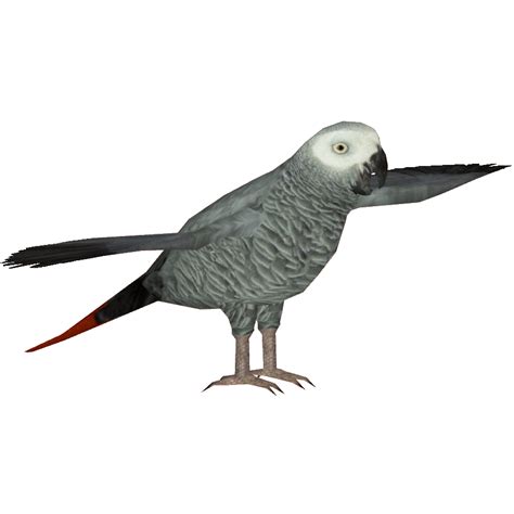 African Grey Parrot Dacentru And Maks Zt2 Download Library Wiki Fandom