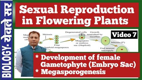 Sexual Reproduction In Flowering Plants Development Of Female