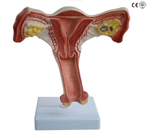 Topographical anatomy and peritoneal relationships; FEMALE INTERNAL GENITAL ORGAN MODEL - Eduscience
