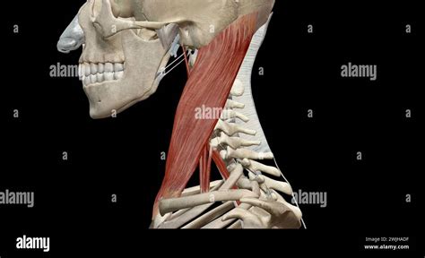The Deep Cervical Flexors Are A Muscle Group Consisting Of The Longus