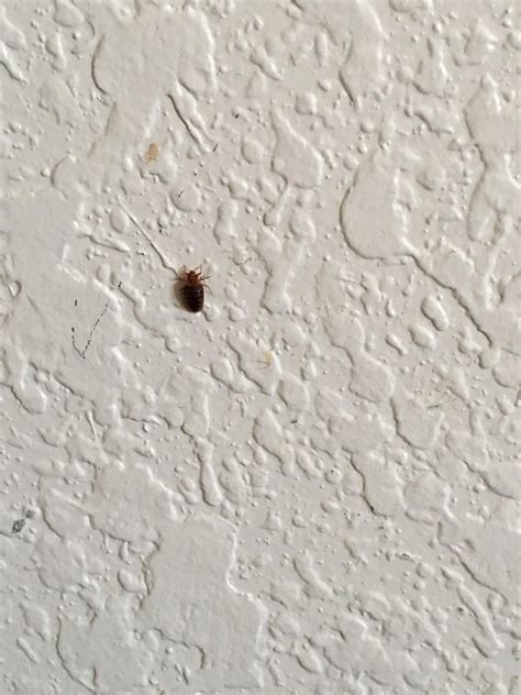 How To Get Rid Of Bed Bugs In Your Walls Bedbugs