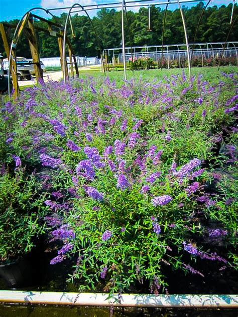 Nanho Blue Butterfly Bushes For Sale The Tree Center
