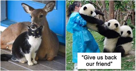 50 Animals Whose Friendship Will Brighten Up Your Day