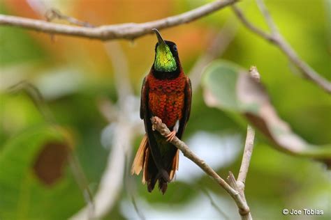 The Crimson Topaz Hummingbird Topaza Pella Is Found In Sa Its