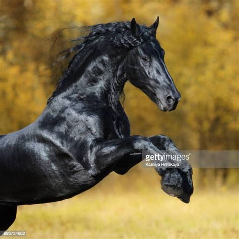 Friesian Horses Fotografías E Imágenes De Stock Getty Images