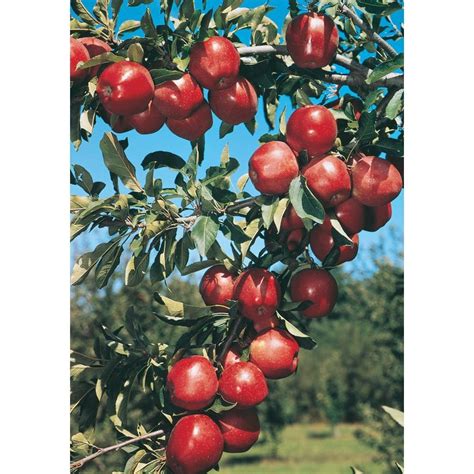 When you order your new apple tree, you will choose which size you want it to be at maturity: Shop 3.25-Gallon Red Delicious Semi-Dwarf Apple Tree ...