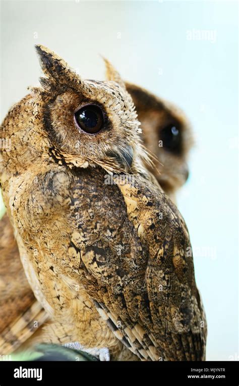 Oriental Scops Owl Otus Sunia Side Profile Stock Photo Alamy