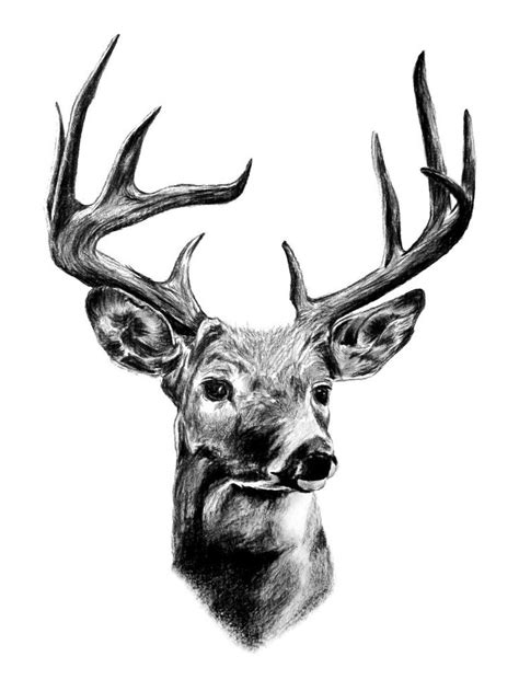 Deer By Marchesme On Deviantart In 2023 Deer Head Tattoo Deer Sketch