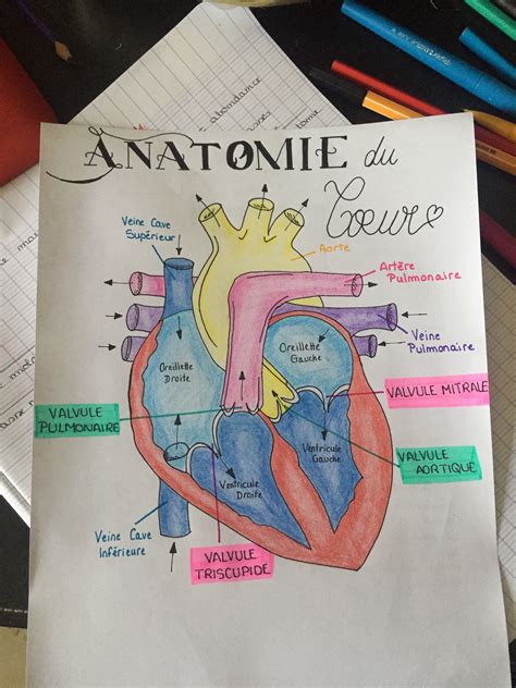 Anatomie Du Coeur Fiches Ide Coeur Anatomie Anatomie Physiologie Gambaran