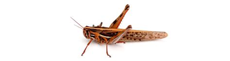 Q What Is The Name Of The Flying Grasshopper I Am Seeing All Over My