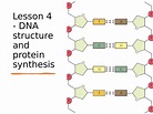 AQA GCSE Biology (9-1) B13.5 DNA structure and protein synthesis FULL ...