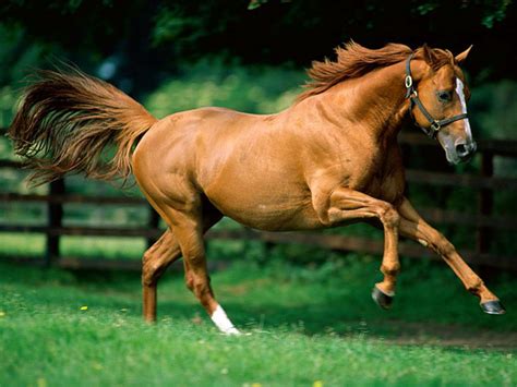 A Horse Of Course And Rabbits Too Pictures Of Horses