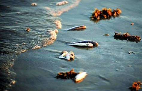 Red Tide Cause Of Dead Fish Along Gulf News