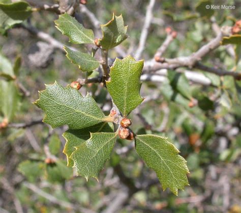 Calphotos Quercus Berberidifolia Scrub Oak