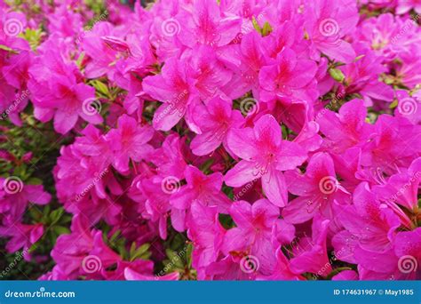 Azalea Flowers Bouquet Blossom Blooming Nature Background Stock Image