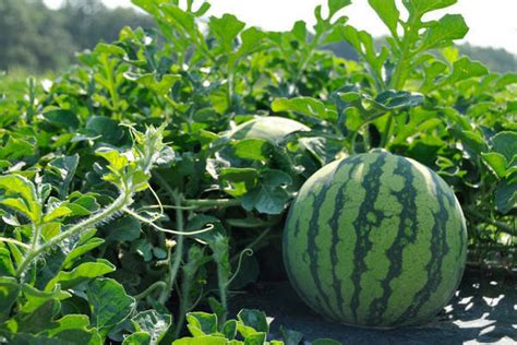 eine wassermelone pflanzen pflege fortpflanzung krankheiten und schädlinge