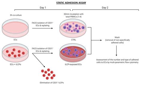 Static Adhesion Assay For Human Peripheral Blood Mononuclear Cells —bio