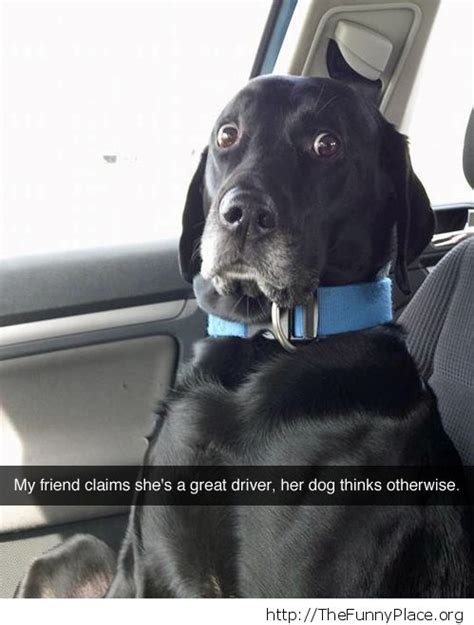 The Dogs Eyes Tell The Truth Thefunnyplace