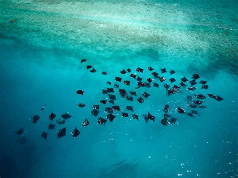 The Women Working To Save The Worlds Largest Manta Ray Population Cnn