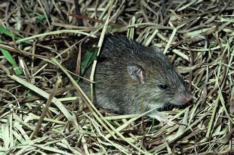 The Pacific Rat Natural Environment Te Ara Encyclopedia Of New Zealand