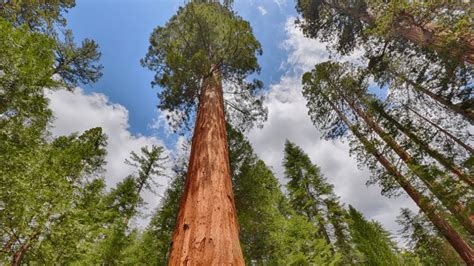 5 Amazing Facts About Giant Sequoia Trees Critterfacts