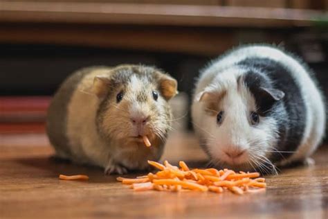 Hamster Vs Gerbil Vs Guinea Pig Pocket Sized Pets