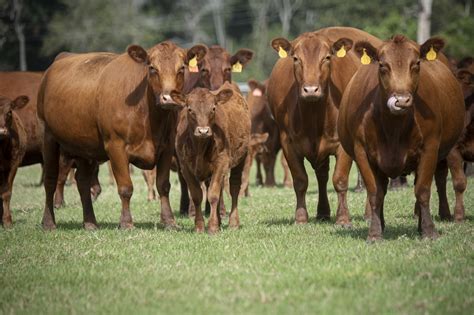 Cattle Free Stock Photo Public Domain Pictures