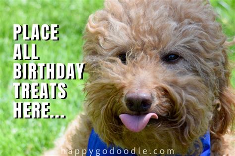 20 Happy Birthday Dog Memes That Will Make Your Barkday Even Brighter