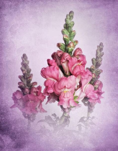 Snapdragon Trio By David And Carol Kelly Nature Art Snapdragons Art