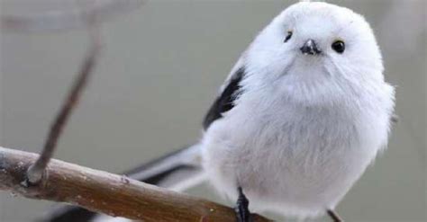 This Adorable Little Bird Is Called The Shima Enaga And It Looks Like