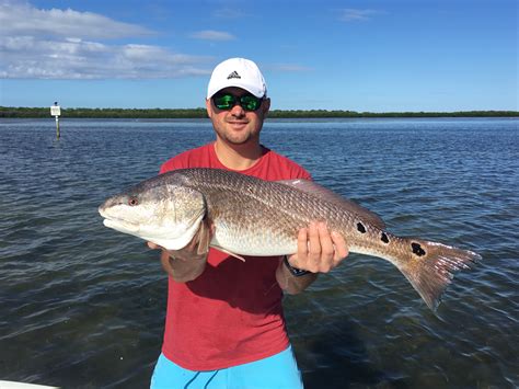 Clearwater Florida March Fishing Report All About Fishing