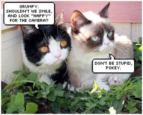 Tardar Sauce And Her Brother Pokey Memes Humor Cat Memes Grumpy Cat