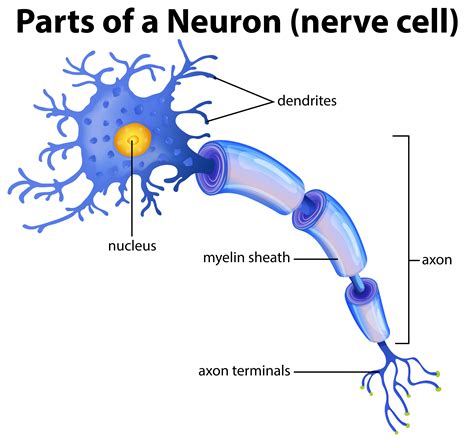 Parte De Un Diagrama De Neuronas Vector En Vecteezy