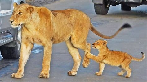 Tiny Lion Cub Torments Rest Of Pride In The Road Youtube