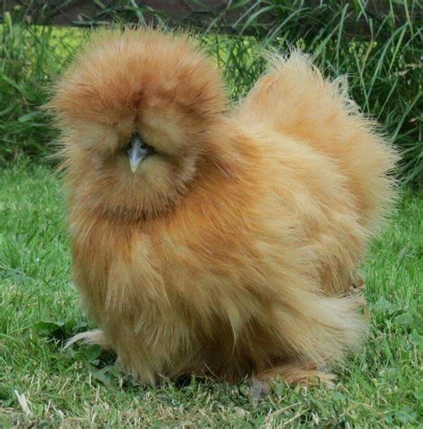 Silkie Huhn Fancy Chickens Pet Chickens Silkie Chickens