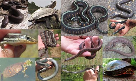 Reptiles Of Columbia County Oregon Wild Columbia County