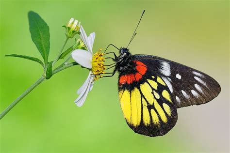 From Wikiwand 豔粉蝶 Beautiful Butterflies Flying Flowers Butterfly
