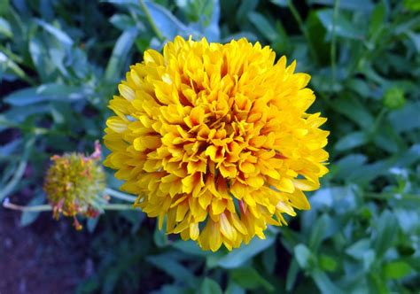 Free Images Flower Herb Botany Yellow Flora Wildflower