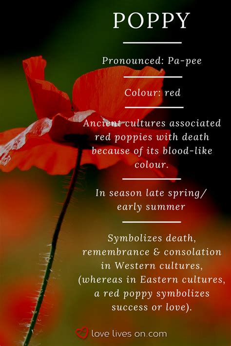 Funeral Flowers And Their Meanings The Ultimate Guide Remembrance Flowers Flower Meanings