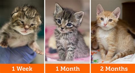 Ages Of Kittens With Pictures - citrontrend