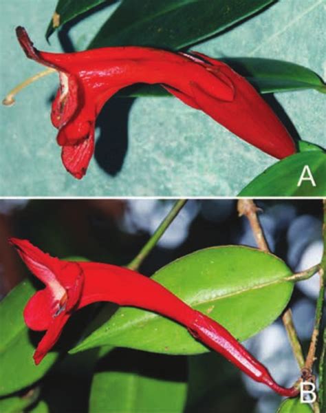 Aeschynanthus Rhododendron Gesneriad Reference Web