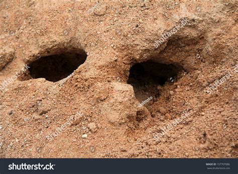 Rabbit Holes Burrow Made By Rabbit Stock Photo 157707086 Shutterstock