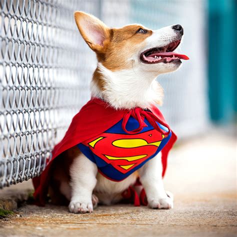 The Best Dog Superhero Costumes Of 2021 Bechewy