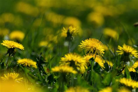 Yellow Dandelions On The Meadow Copyright Free Photo By M Vorel