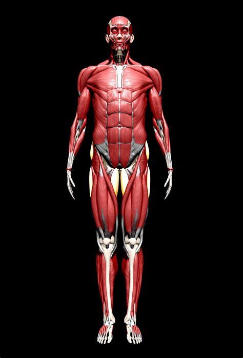 The musculoskeletal system provides form, support, stability, and movement to the body. Hopen's blog: Human Anatomy!