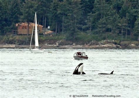 Top 5 Places To Spot Whales In Bc Explore Bc Super Natural Bc