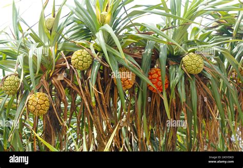 Non Edible Tropical Pandan Fruit Or Pandanus Which Grows From Palm