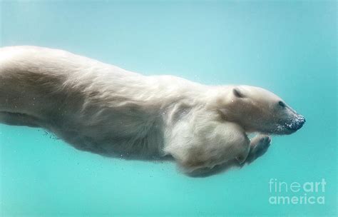 Polar Bear Swimming Underwater Photograph By Sergei Gladyshev Pixels
